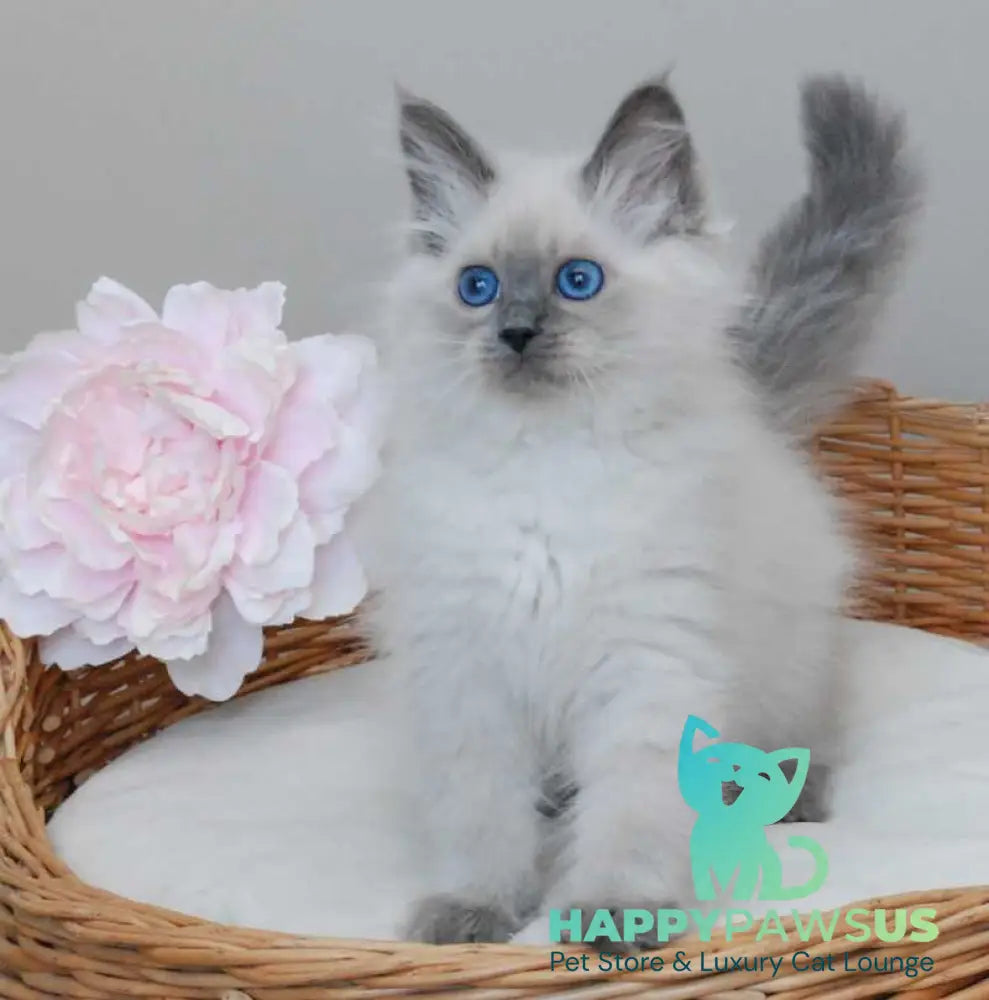 Agasha Siberian female blue pointed - live animals