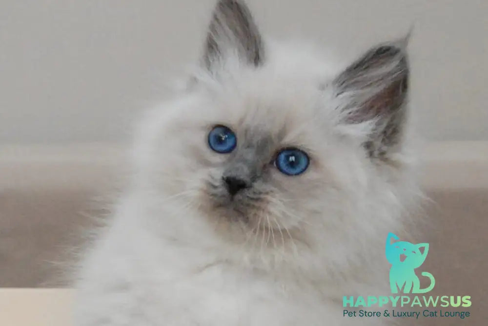 Agasha Siberian female blue pointed - live animals