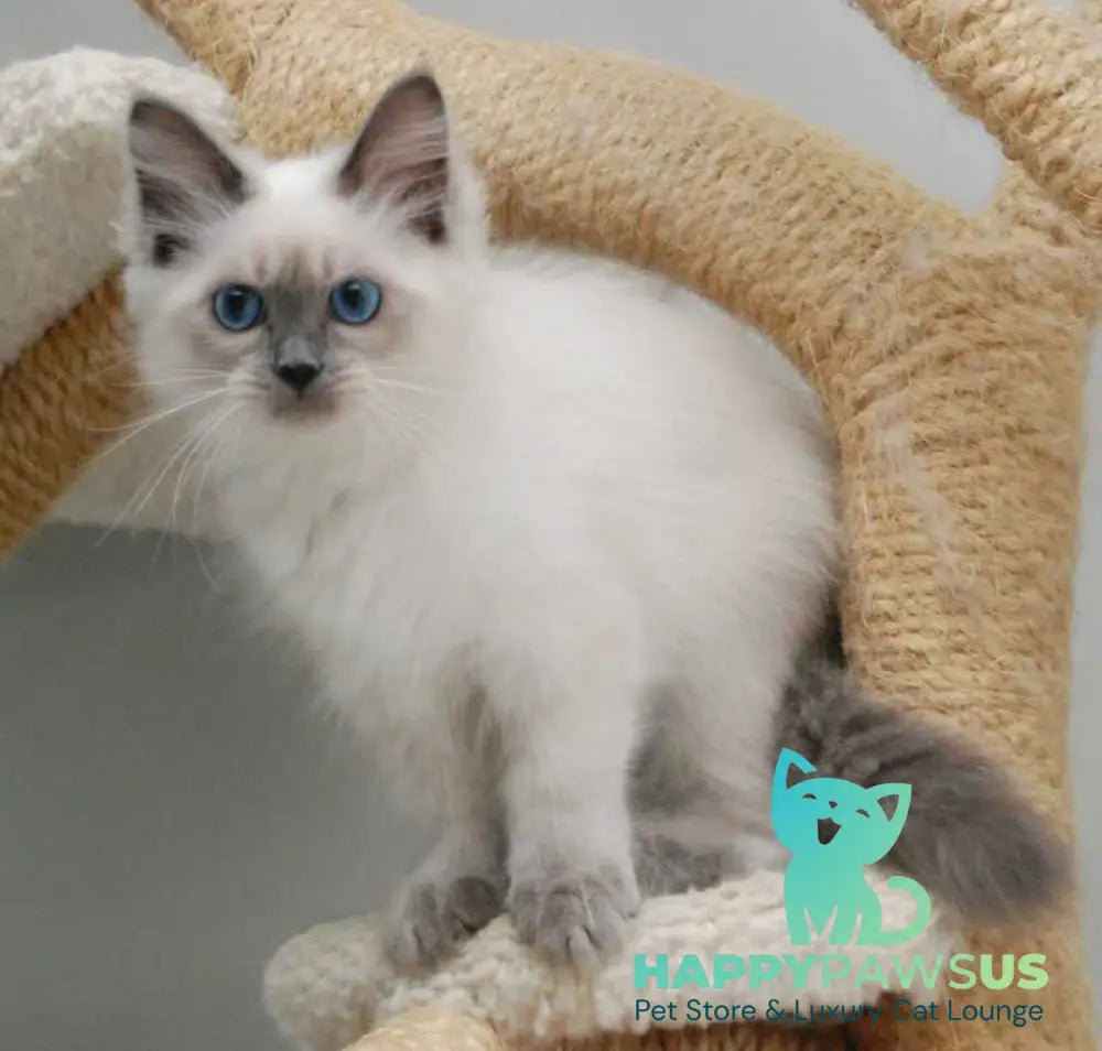 Agasha Siberian female blue pointed - live animals
