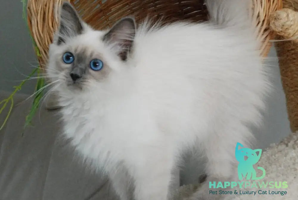 Agasha Siberian female blue pointed - live animals