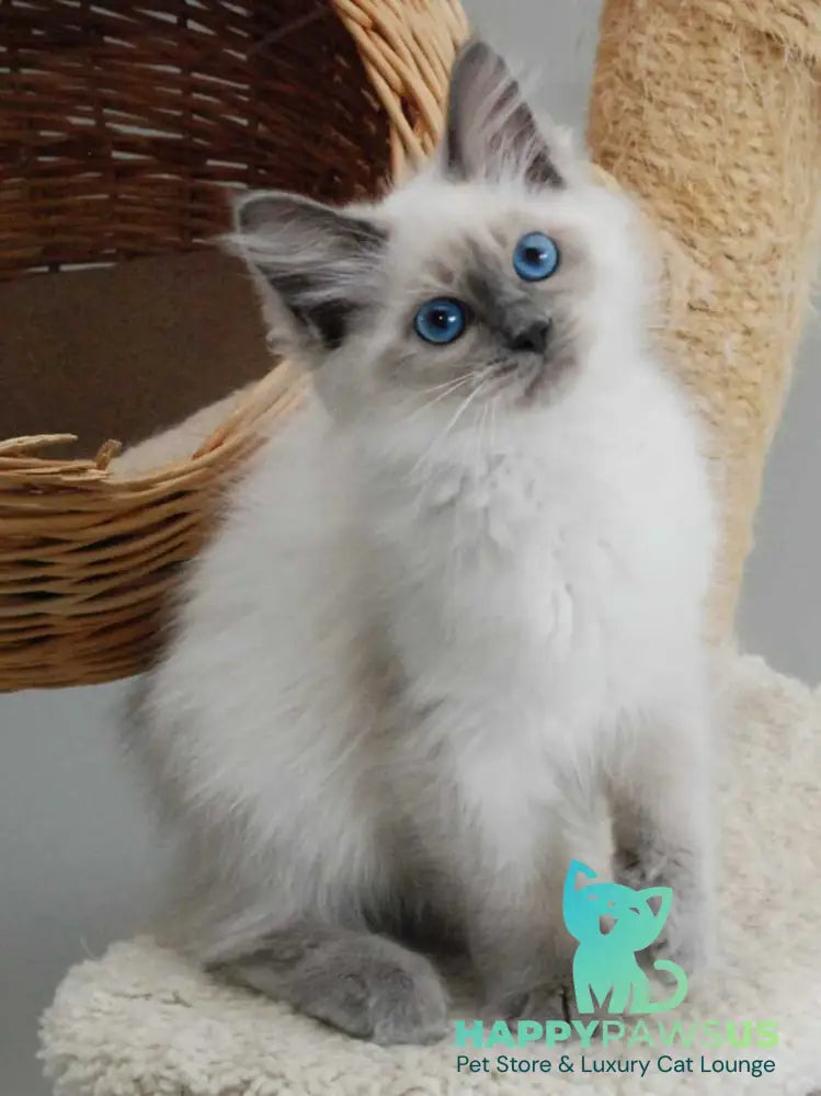 Agasha Siberian female blue pointed - live animals