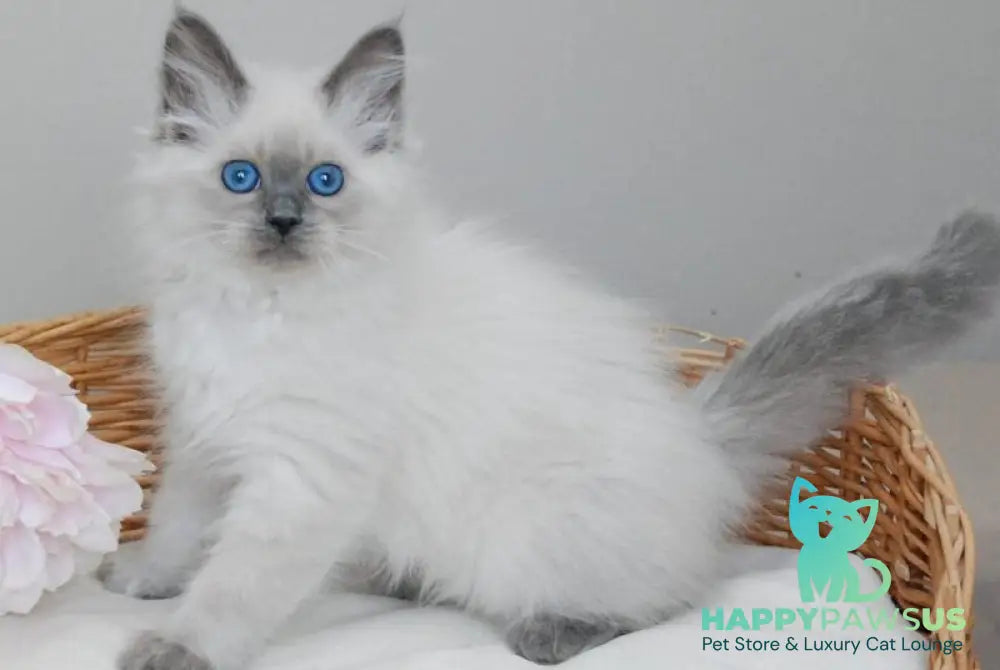 Agasha Siberian female blue pointed - live animals