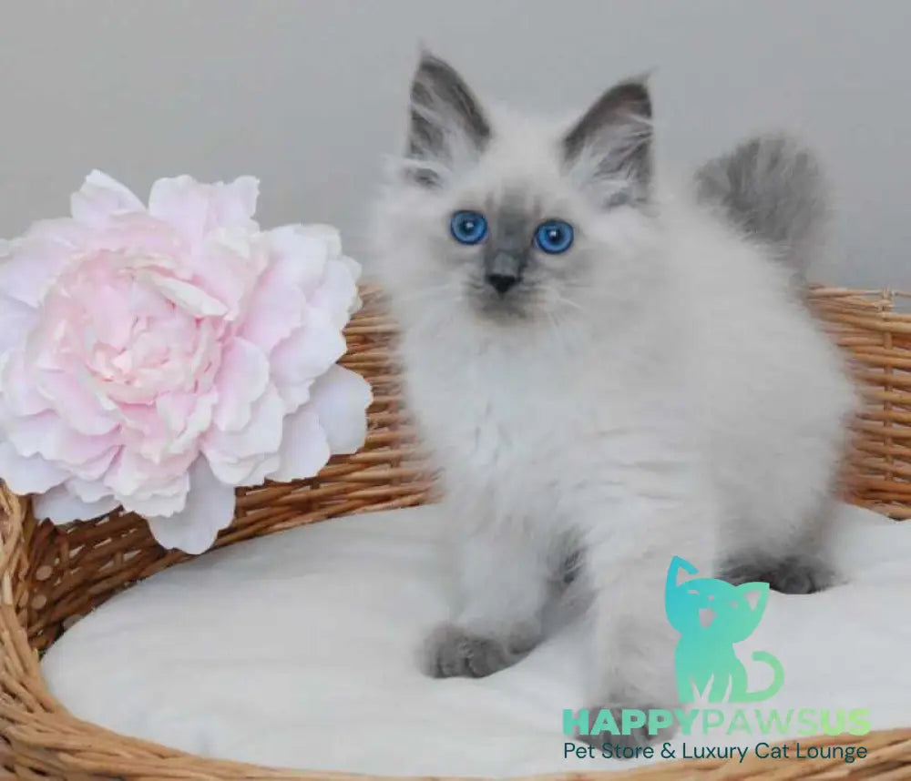 Agasha Siberian female blue pointed - live animals
