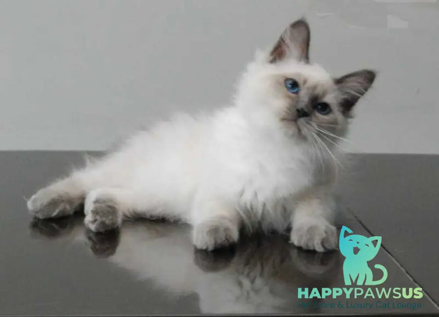 Agasha Siberian female blue pointed - live animals