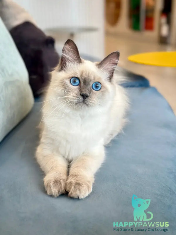 Agasha Siberian female blue pointed - live animals