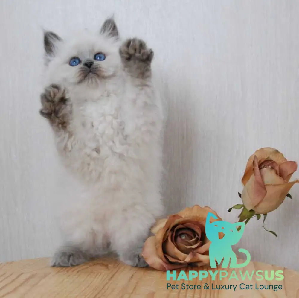 Agasha Siberian female blue pointed - live animals