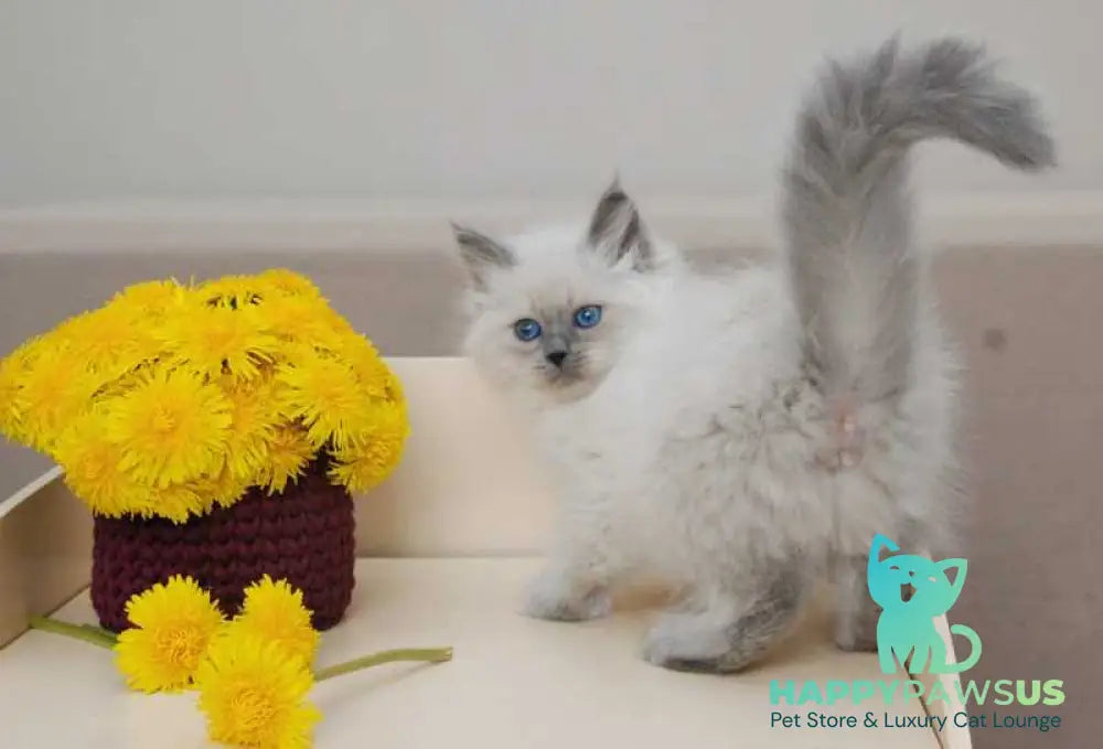Agasha Siberian female blue pointed - live animals
