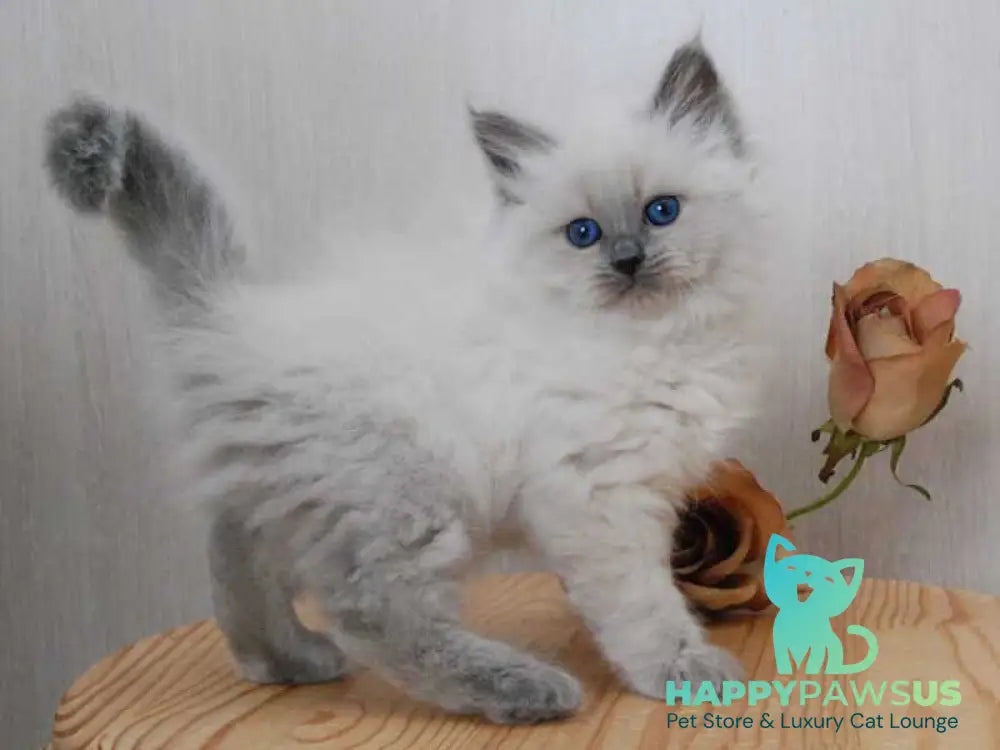 Agasha Siberian female blue pointed - live animals
