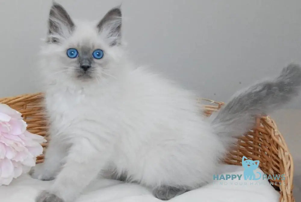 Agasha Siberian female blue pointed - live animals