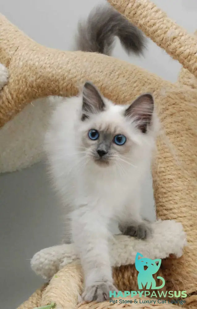Agasha Siberian female blue pointed - live animals