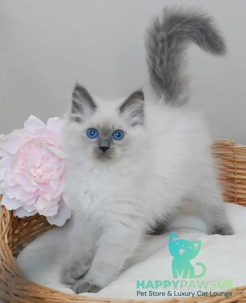 Agasha Siberian female blue pointed - live animals