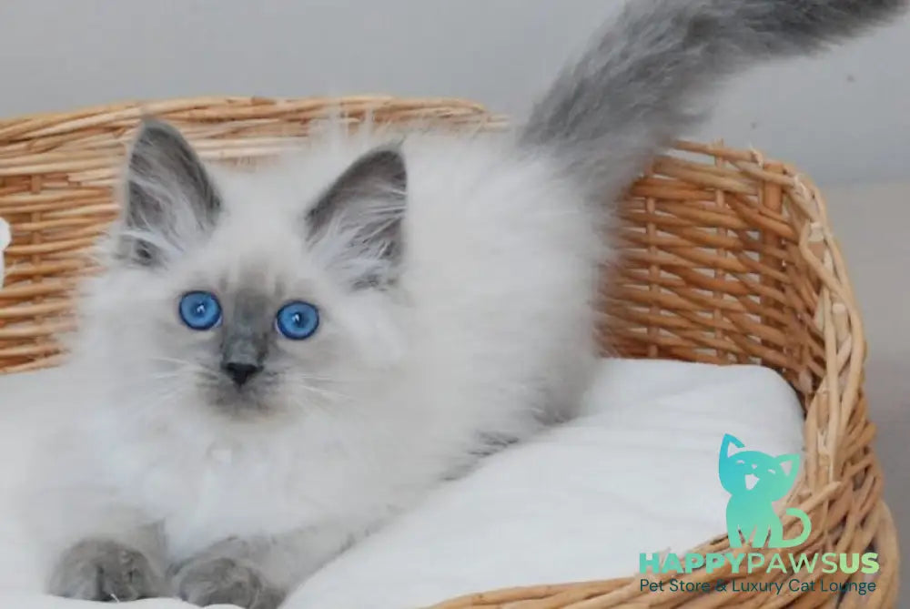 Agasha Siberian female blue pointed - live animals