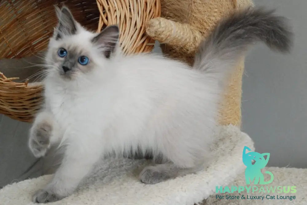 Agasha Siberian female blue pointed - live animals