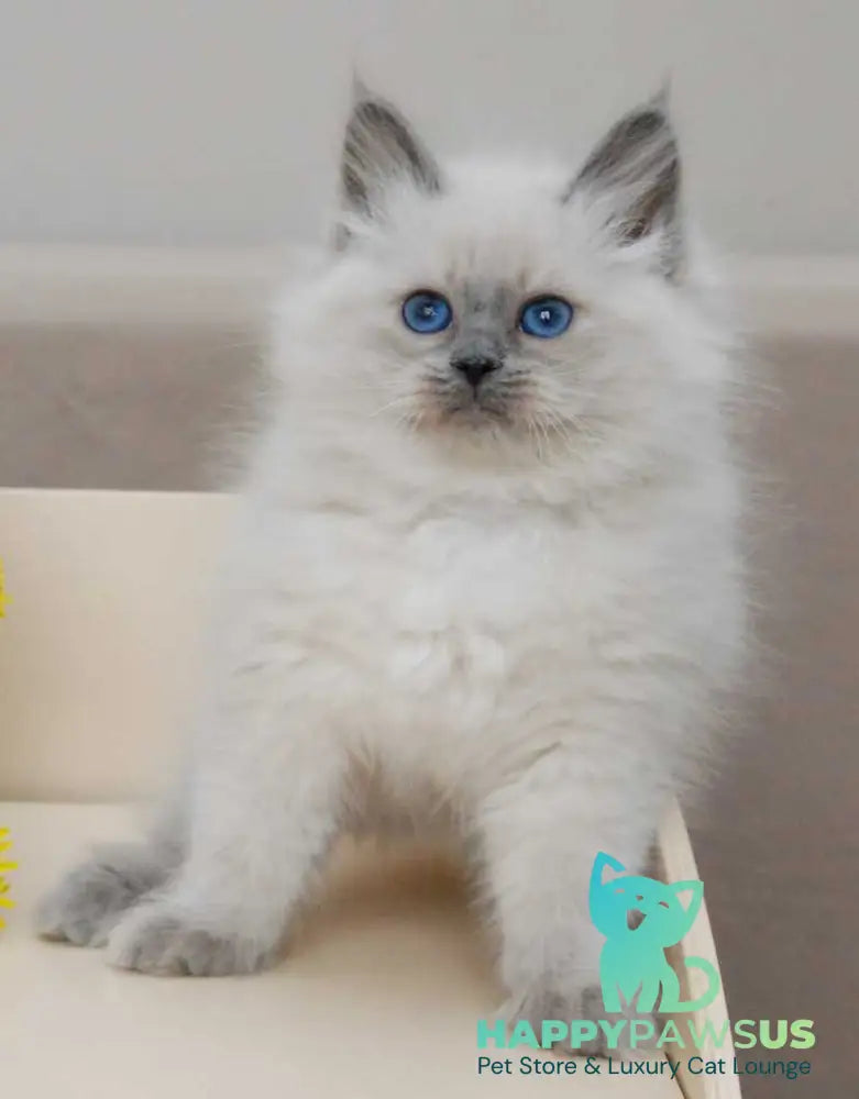 Agasha Siberian female blue pointed - live animals