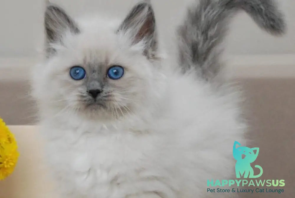Agasha Siberian female blue pointed - live animals