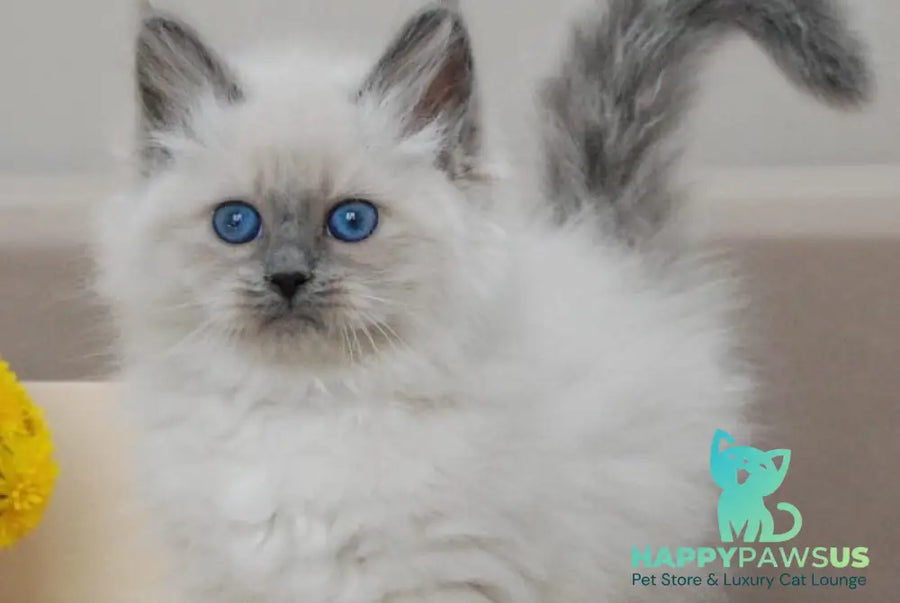 Agasha Siberian female blue pointed - live animals