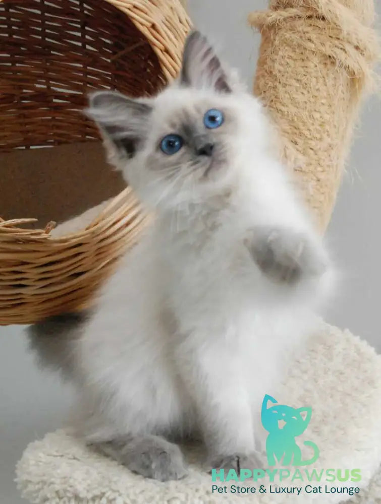 Agasha Siberian female blue pointed - live animals