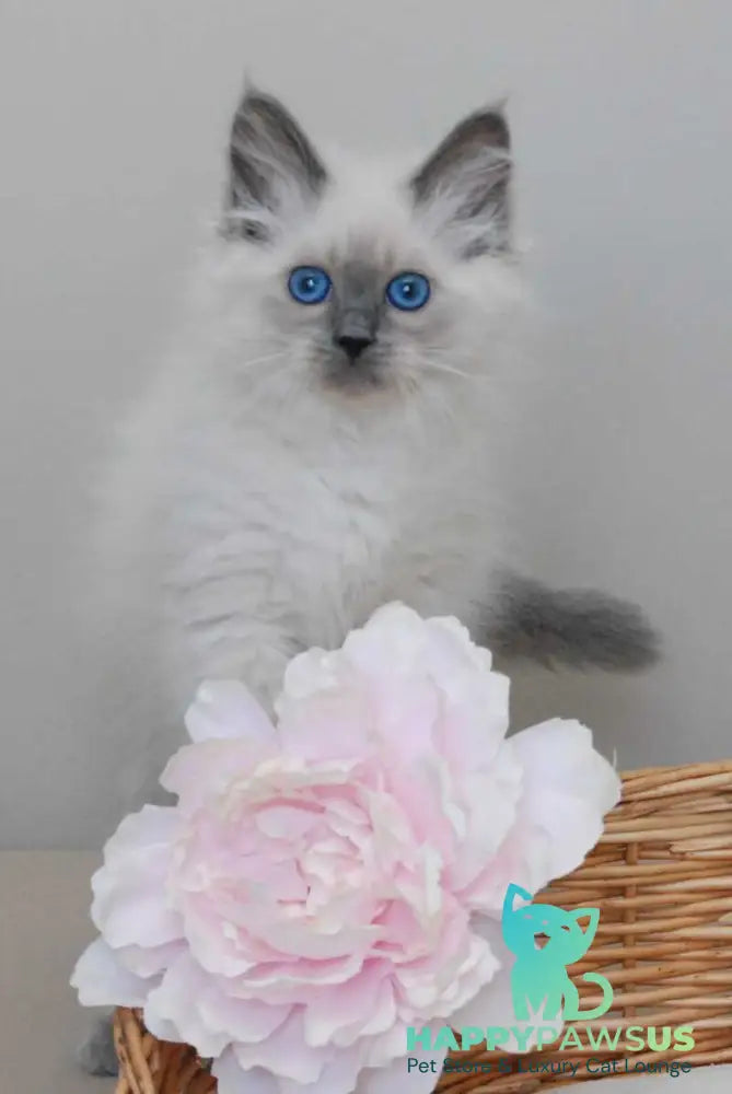 Agasha Siberian female blue pointed - live animals