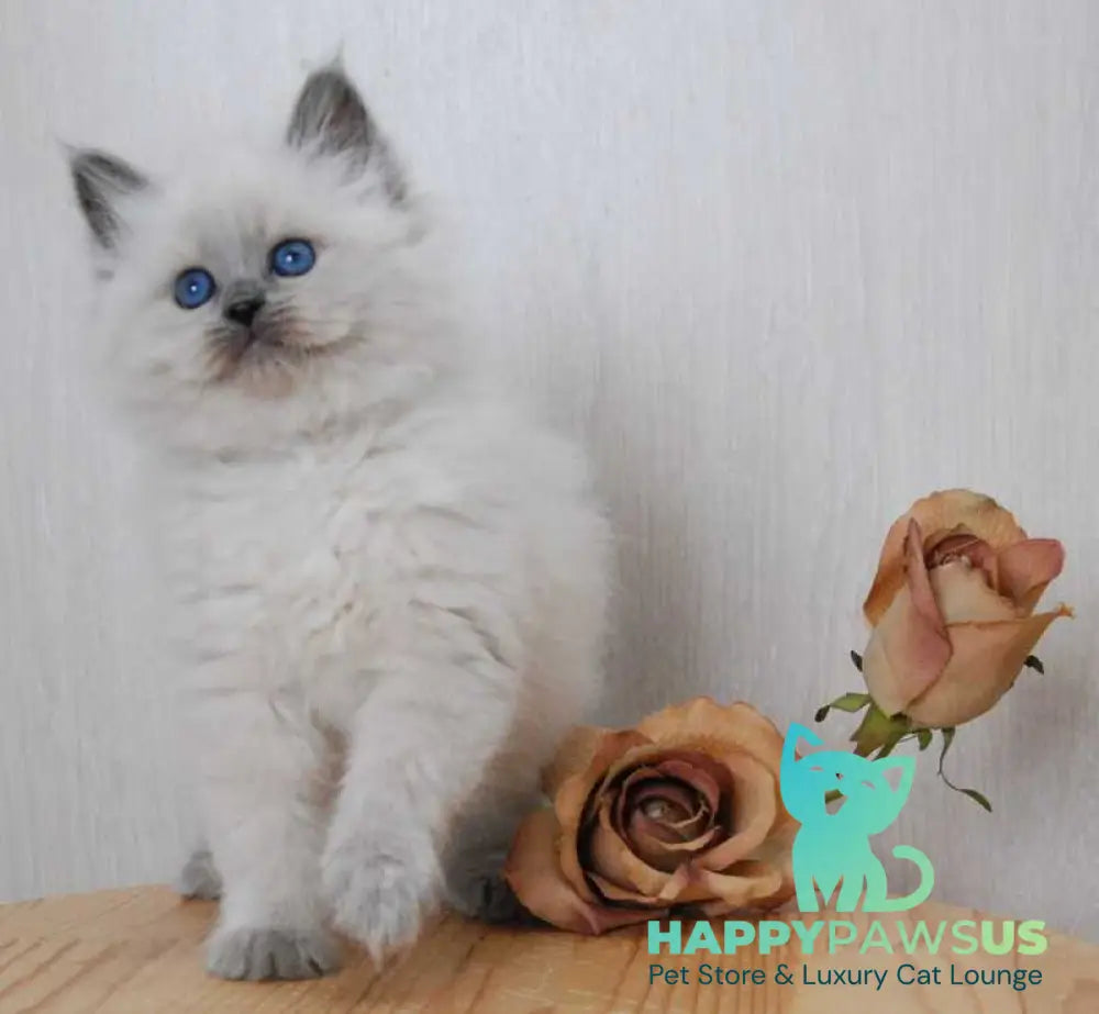 Agasha Siberian female blue pointed - live animals