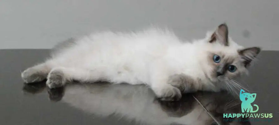 Agasha Siberian female blue pointed - live animals