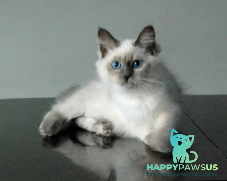 Agasha Siberian female blue pointed - live animals