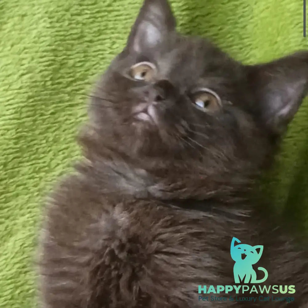 Agat British Shorthair male chocolate - live animals