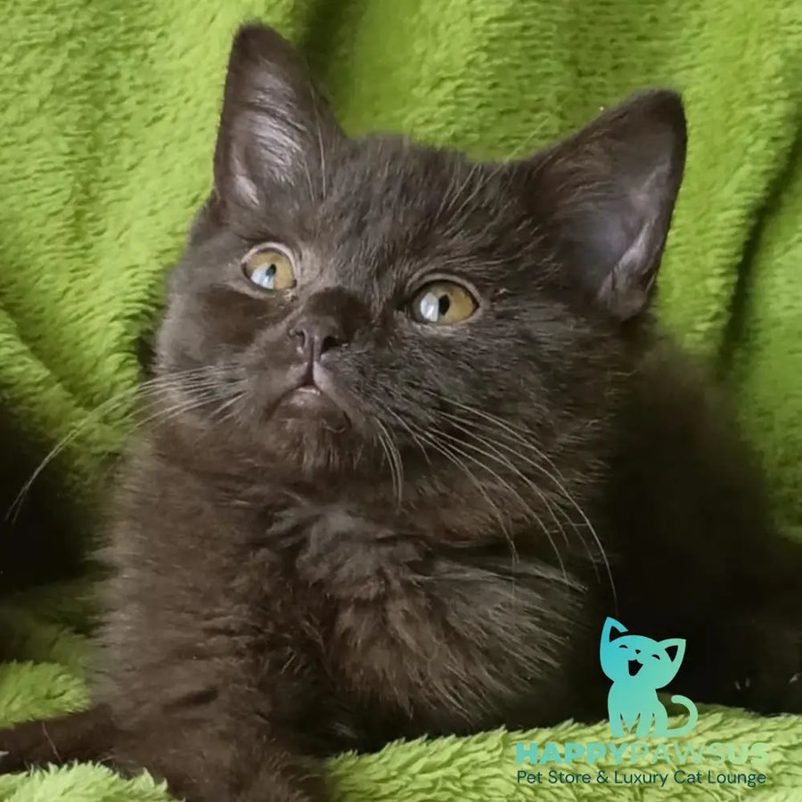 Agat British Shorthair male chocolate - live animals
