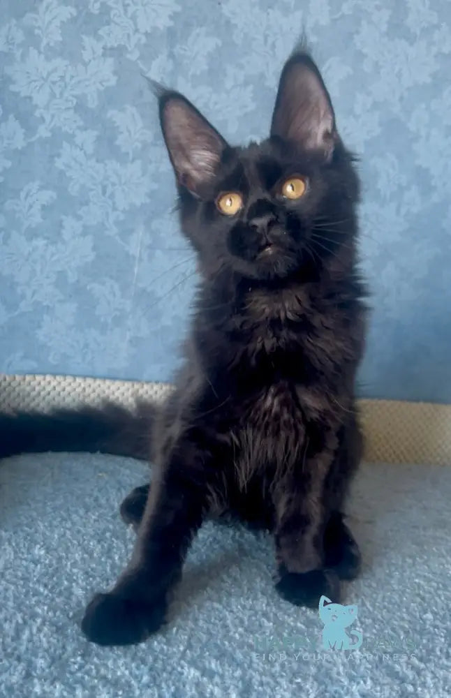 Agat Maine Coon male black live animals