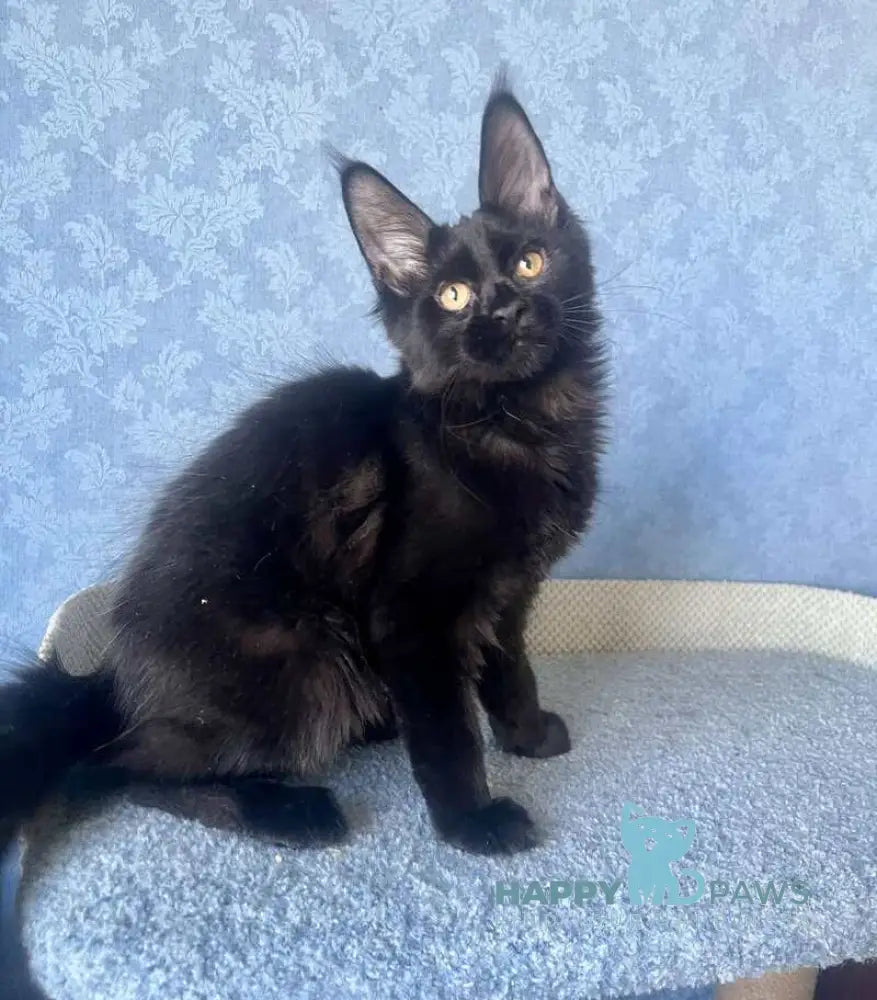 Аgat Maine Coon male black live animals
