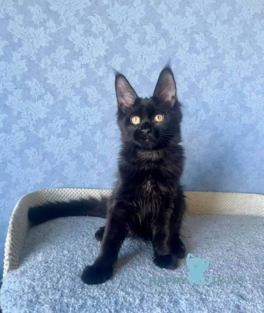 Agat Maine Coon male black live animals