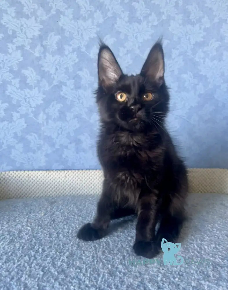 Agat Maine Coon male black live animals