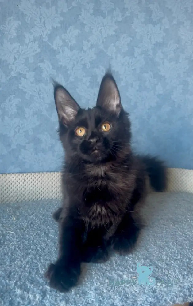 Agat Maine Coon male black live animals