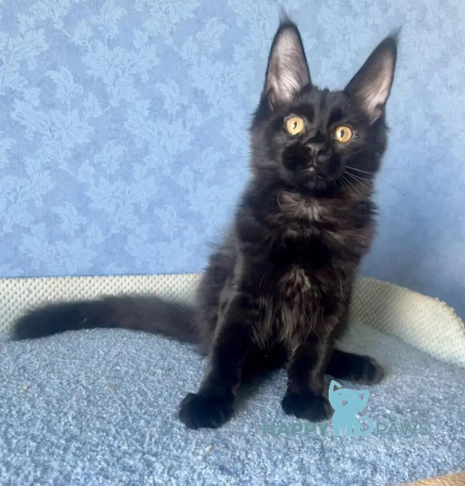 Agat Maine Coon male black live animals
