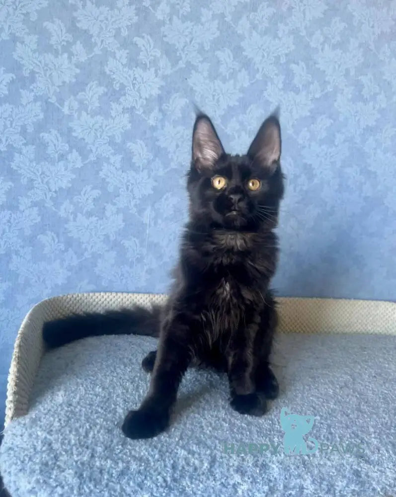 Agat Maine Coon male black live animals