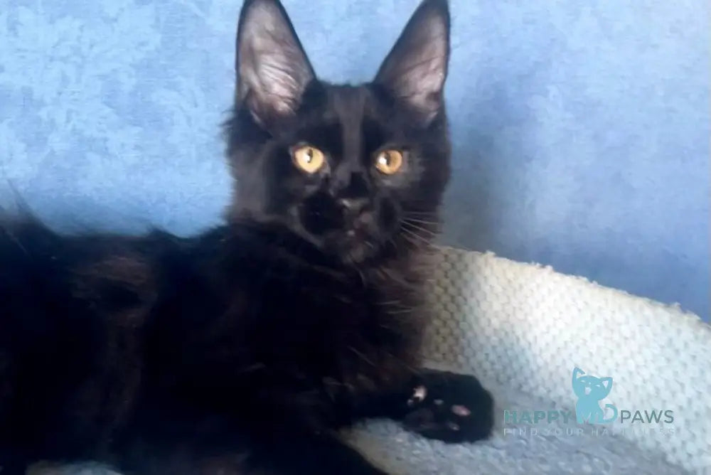 Аgat Maine Coon male black live animals