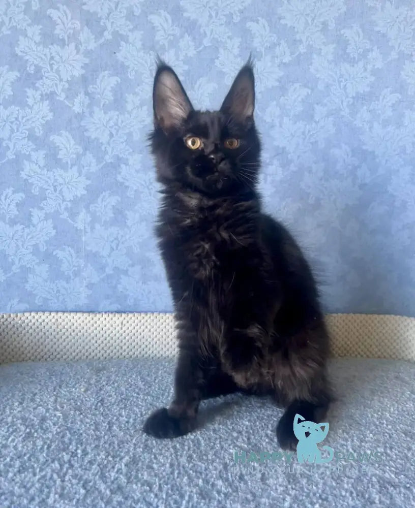 Аgat Maine Coon male black live animals