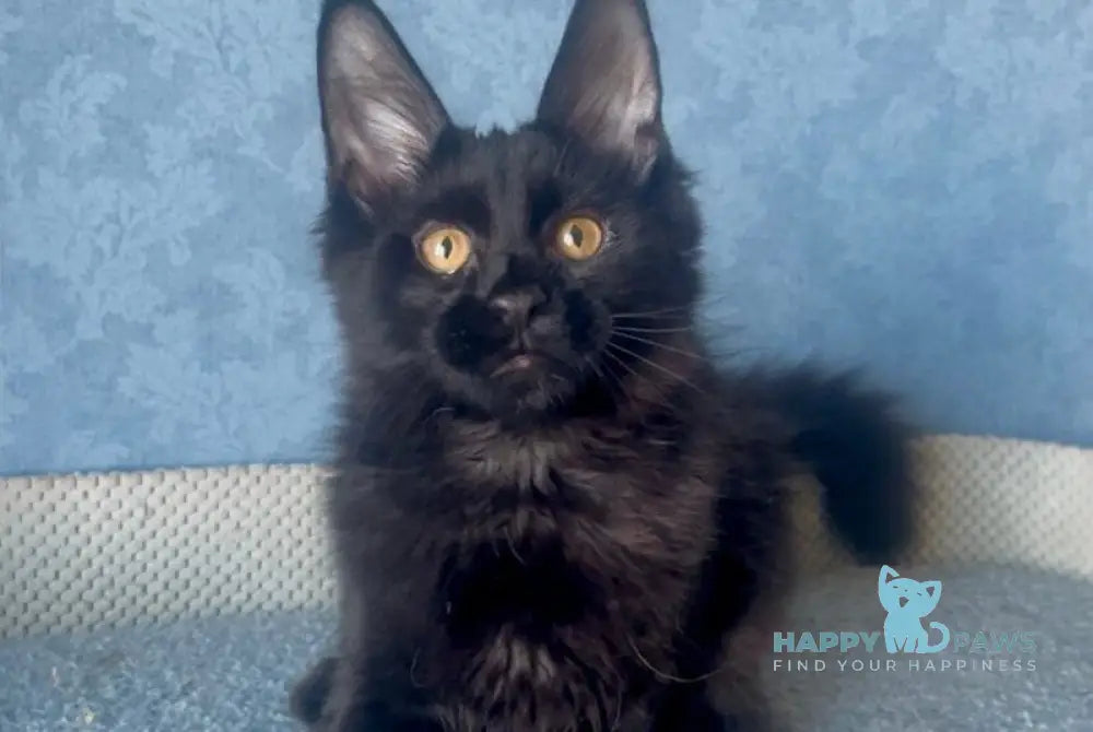 Аgat Maine Coon male black live animals