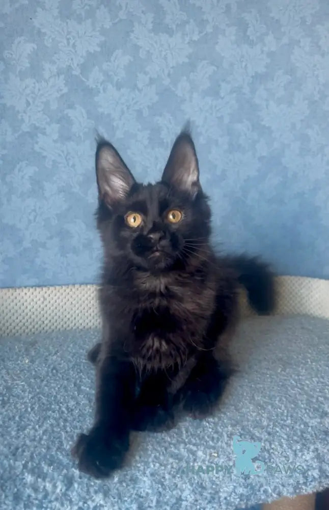 Agat Maine Coon male black live animals