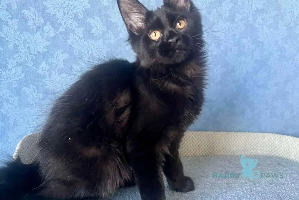 Agat Maine Coon male black live animals