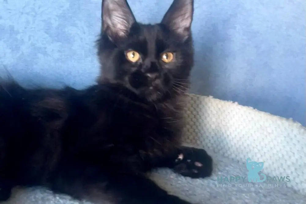 Agat Maine Coon male black live animals