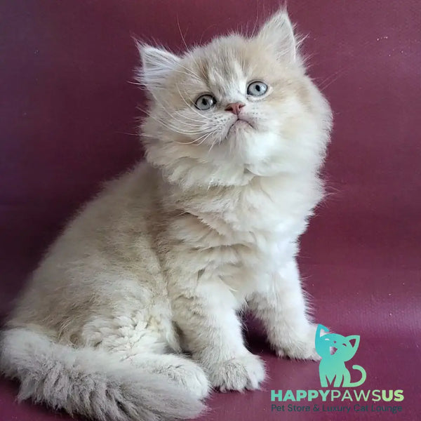 Agata British Longhair female lilac golden shaded - live animals