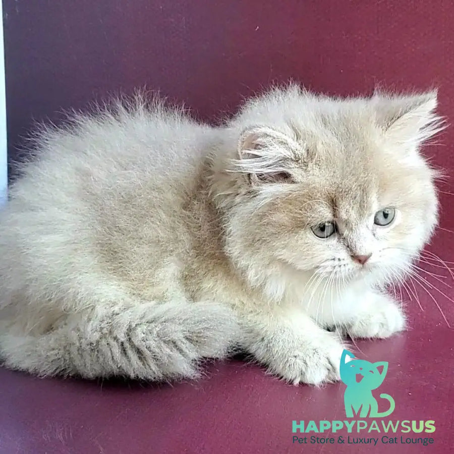 Agata British Longhair female lilac golden shaded - live animals