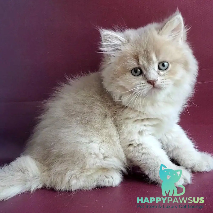 Agata British Longhair female lilac golden shaded - live animals