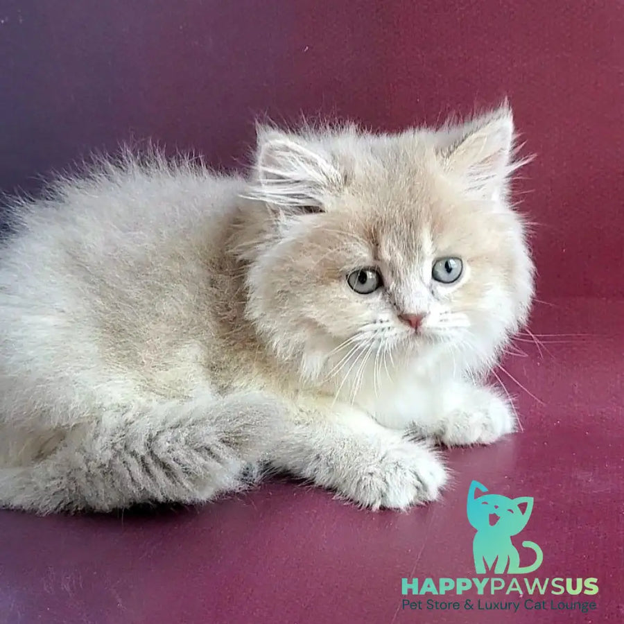 Agata British Longhair female lilac golden shaded - live animals