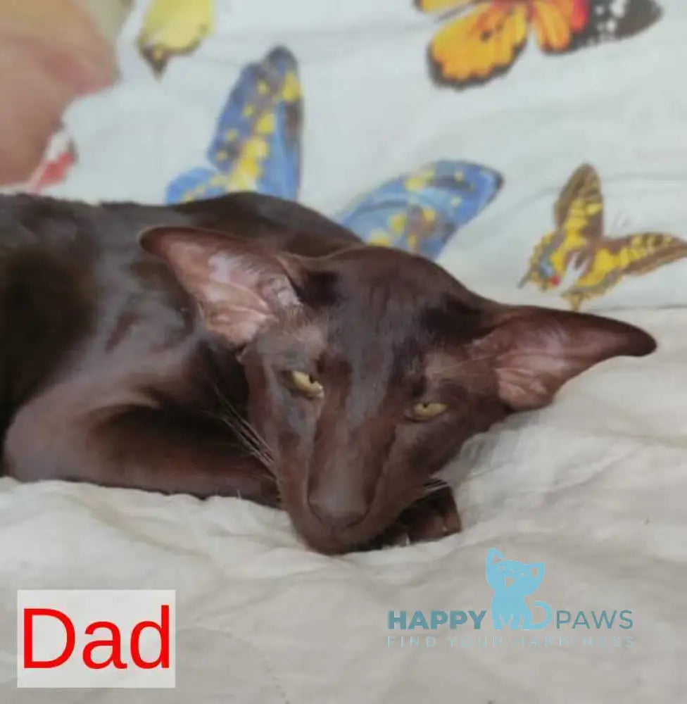 Agata Oriental Shorthair female chocolate live animals