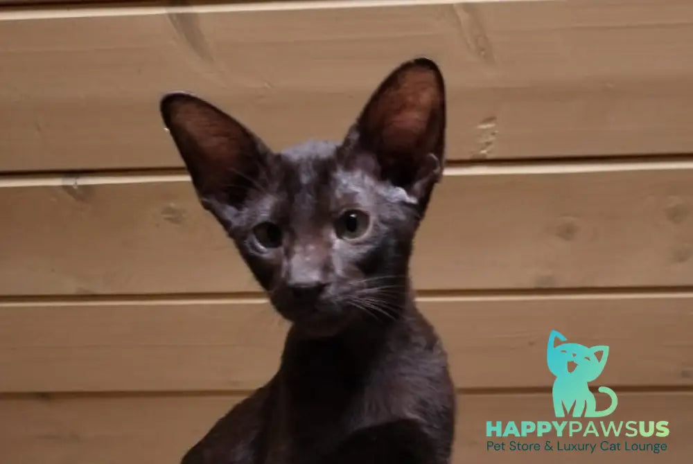 Agata Oriental Shorthair female chocolate live animals