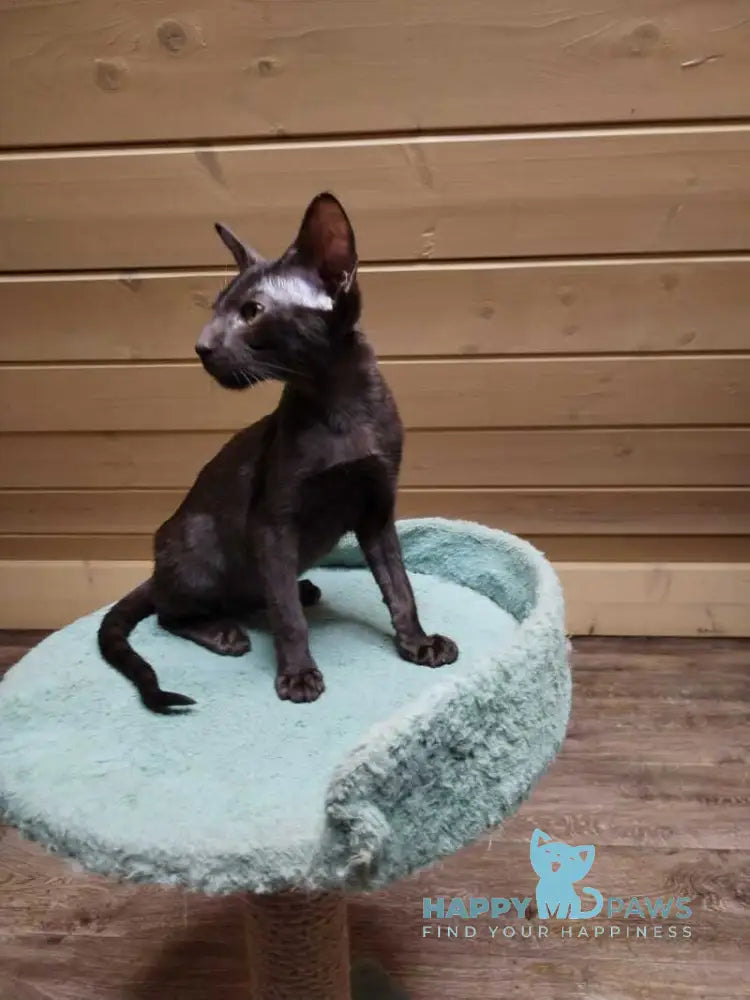 Agata Oriental Shorthair female chocolate live animals