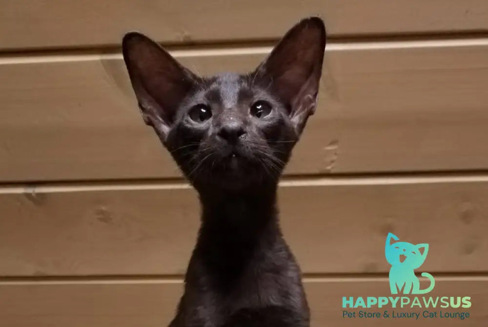 Agata Oriental Shorthair female chocolate live animals