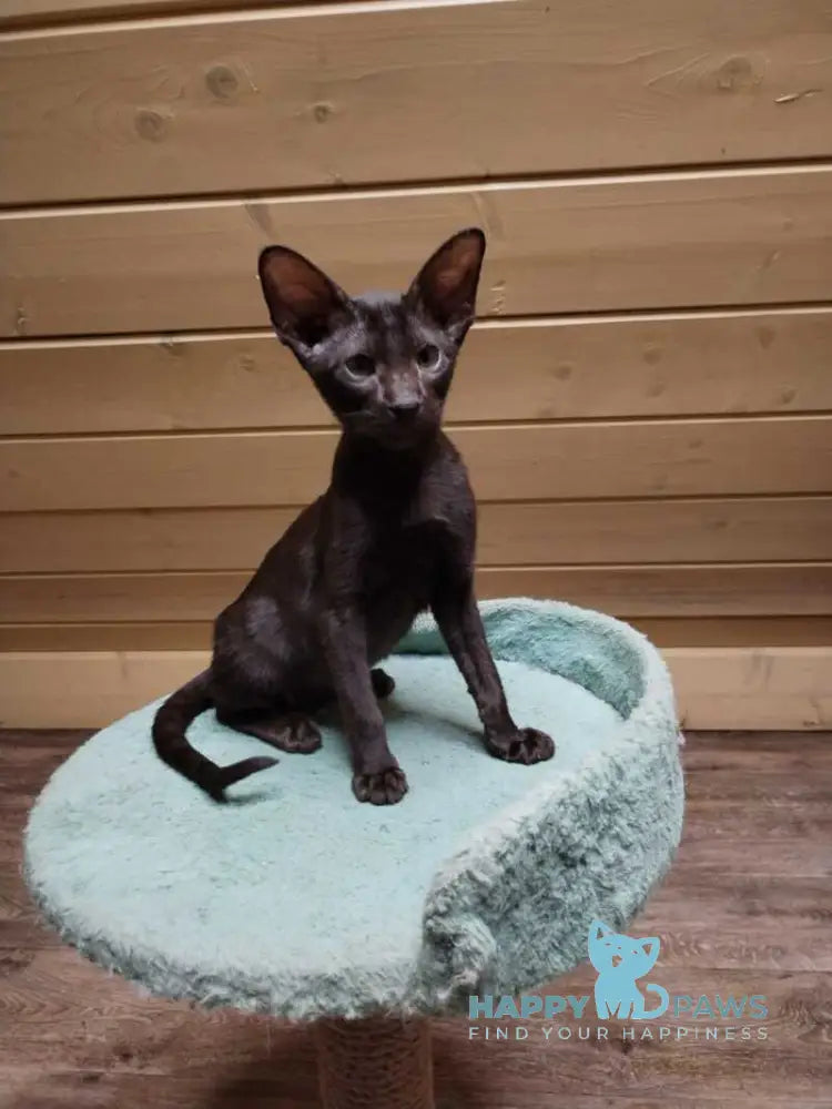 Agata Oriental Shorthair female chocolate live animals