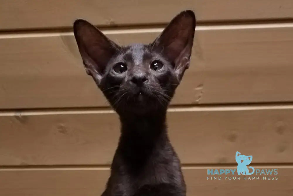 Agata Oriental Shorthair female chocolate live animals